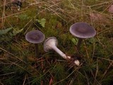 Cantharellula umbonata image