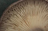 Cantharellula umbonata image
