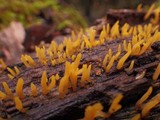 Calocera cornea image