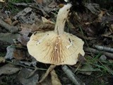 Lactarius affinis image