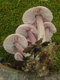 Mycena pura image