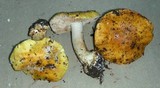 Cortinarius callimorphus image