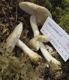 Tricholoma inamoenum image