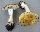 Cortinarius callimorphus image