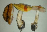 Cortinarius callimorphus image