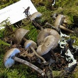 Myxomphalia maura image