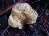 Tapinella atrotomentosa image