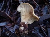 Tapinella atrotomentosa image