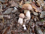 Cortinarius torvus image