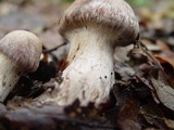 Cortinarius torvus image
