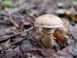 Cortinarius torvus image