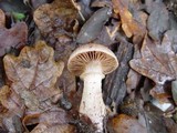 Cortinarius torvus image