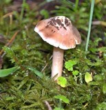 Inocybe albodisca image