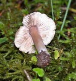 Inocybe albodisca image