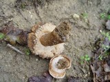 Gyroporus castaneus image