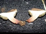 Boletus chrysenteron image