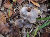 Hygrocybe lacmus image