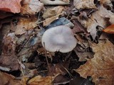 Hygrocybe lacmus image