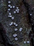 Stictis radiata image