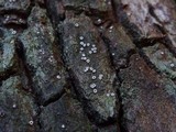 Stictis radiata image
