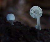 Mycena adscendens image