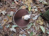 Agaricus arvensis image