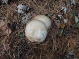 Agaricus arvensis image