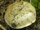 Cortinarius effundens image