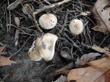 Hygrophorus tennesseensis image