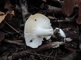 Hygrophorus tennesseensis image