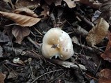 Hygrophorus tennesseensis image