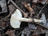 Hygrophorus tennesseensis image