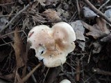 Hygrophorus tennesseensis image