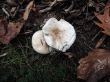 Hygrophorus tennesseensis image