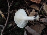 Hygrophorus tennesseensis image