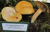 Lactarius rubrilacteus image