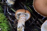 Cystodermella cinnabarina image