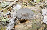 Arrhenia epichysium image