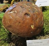 Leccinum vulpinum image
