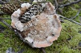 Hydnellum peckii image