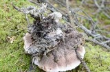 Hydnellum peckii image