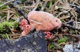 Hydnellum peckii image