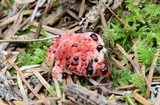 Hydnellum peckii image