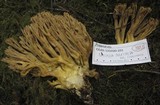 Ramaria gelatinosa image
