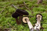 Lactarius fallax image