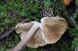 Phaeocollybia ochraceocana image