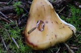 Phaeocollybia ochraceocana image