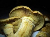 Gymnopilus ventricosus image
