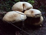 Gymnopilus ventricosus image