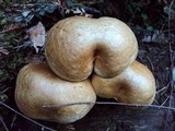 Gymnopilus ventricosus image